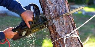 Best Tree Maintenance Programs  in Wells Branch, TX