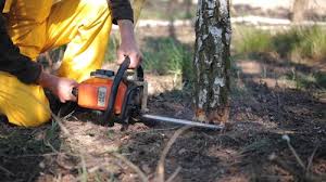 Best Root Management and Removal  in Wells Branch, TX