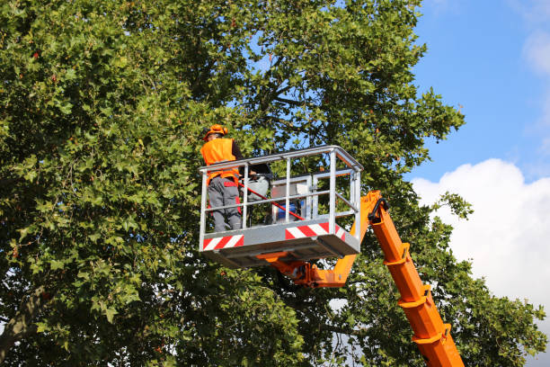 Best Commercial Tree Services  in Wells Branch, TX