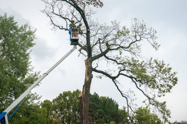 How Our Tree Care Process Works  in Wells Branch, TX