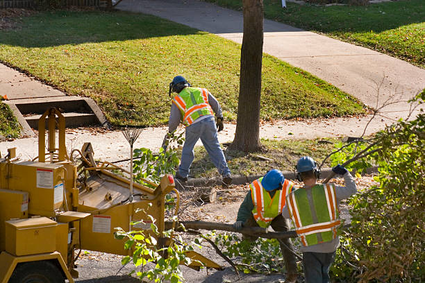 Best Stump Grinding and Removal  in Wells Branch, TX